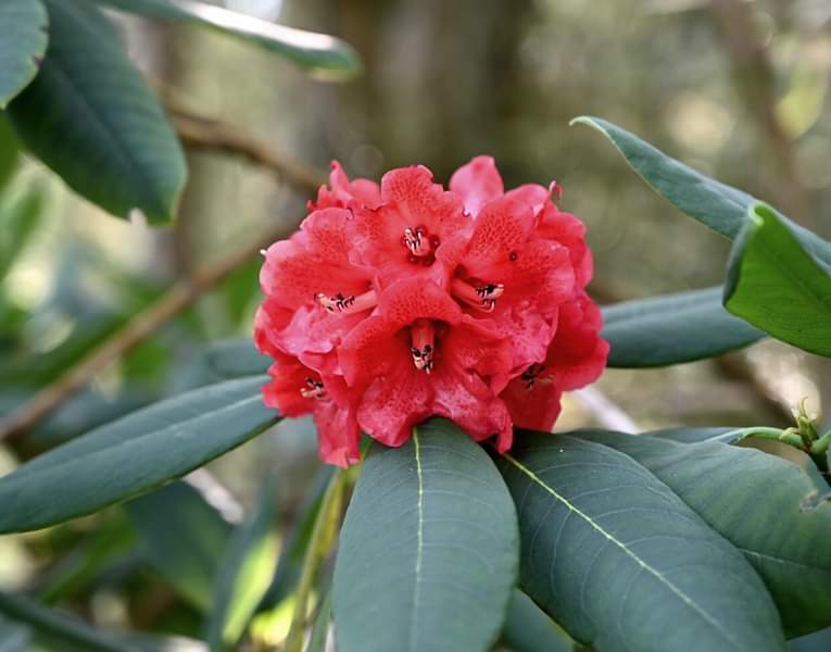 R. facetum